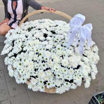 Хризантема кустовая ромашковая в корзинке