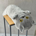 Коты